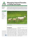 Managing Internal Parasites in Sheep and Goats