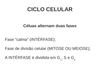 Aula sobre ciclo celular
