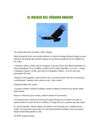 El origen del cóndor Andino