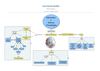 mapa conceptual