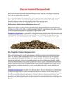 What are Feminized Marijuana Seeds