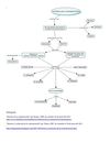 Historia y Evolucion de la comunicacion