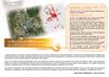 RdC - Fiche technique "Jeudi de l'Urbanisme" à Bierné // PLU, un outil pour voir loin (7 juillet 2011)