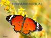 Herbario Virtual 9B