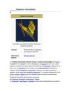 sistema inmunitario