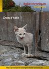 Italie chroniques : chats d'Italie