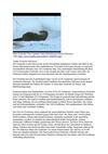 Otter Fischotter Tiere Animals Natur SelMcKenzie Selzer-McKenzie
