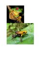 Fauna & Flora Colombiana