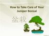 How to Take Care of Your Juniper Bonsai