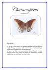 Timbres illustrant les papillons de l'espèce Charaxes jasius