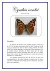 Timbres illustrant les papillons de l'espèce Cynthia cardui