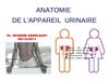 Anatomie de l'appareil urinaire (Dr wissem)