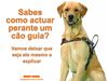 Cão Guia
