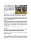 Free Horse Picks Tips for Noobs