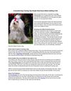 3 Essential Dog Training Tips People Must Know Before Getting A Pet