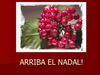 EL NADAL