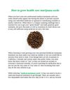 How To Germinate Medical Marijuana Seeds