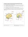 EL CEREBRO