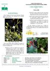MAIL TOUTES FLEURS N°4 - 2008 - bulletin d'informations du Conservatoire botanique national alpin