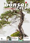 BONSAI FOCUS #38 IT PREVIEW