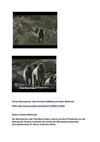 Pavian Bärenpavian Tiere Animals SelMcKenzie Selzer-McKenzie