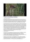 Hermelin Tiere Animals SelMckenzie Selzer-McKenzie