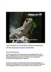 Leguan Baumleguan Tiere Animals Wildness SelMcKenzie Selzer-McKenzie