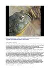 Frosch Frog Ochsenfrosch Wildness Tiere Animals SelMcKenzie Selzer-McKenzie