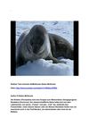 Robben Tiere Animals SelMcKenzie Selzer-McKenzie