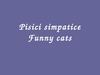 Pisici simpatice / Funny cats