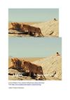 Löwen Wildness Tiere Animals SelMcKenzie Selzer-McKenzie