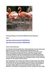 Flamingos Wildness Tiere Animals SelMcKenzie Selzer-McKenzie