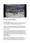 Kaiman Caiman Tiere Animals Natur SelMcKenzie Selzer-McKenzie
