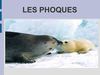 Phoques Emilie et Sarah 5°A Groupe 1
