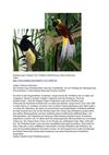 Paradiesvogel Animals Tiere Wildness SelMcKenzie Selzer-McKenzie