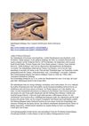 Inlandtaipan Schlange Tiere Animals SelMcKenzie Selzer-McKenzie