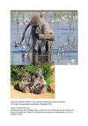 Pavian Bärenpavian Wildness Tiere Animals SelMcKenzie Selzer-McKenzie