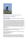 Adler Schreiseeadler Wildness Tiere Animals SelMcKenzie Selzer-McKenzie
