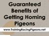 Guaranteed Benefits of Getting Homing Pigeons