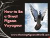 How To Be a Pigeon Voyageur