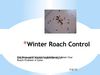 Winter Roach Control- Just Because It’s Cold Outside Does Not Mean Your Roach Problem is Gone