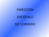 ENCEFALO - Andres Rodriguez