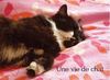 Une vie de chat