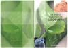Vertus curatives de l'Aloe vera Barbadensis