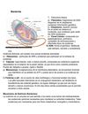 Bacterias y Virus