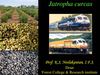 Jatropha Curcas Oil: Miracle Plant for Small Villages in India 