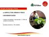 Agricultura Urbana