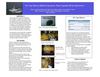 Waste Vegetable Oil for Diesel Power: Cape Hatteras Biofuel Experiment