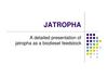 Jatropha: A Detailed Presentation of Jatropha as A Biodiesel Feedstock 