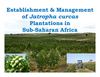 Establishment and Management of Jatropha Curcas Plantations in Sub-Saharan Africa 